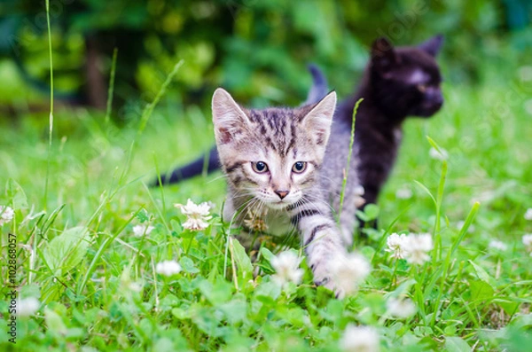 Fototapeta kitten on the grass