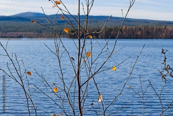 Fototapeta Remains of yellow leaves against the background of the lake and hills
