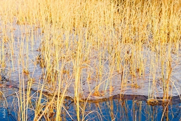 Obraz A thin layer of ice on the lake near the reeds.