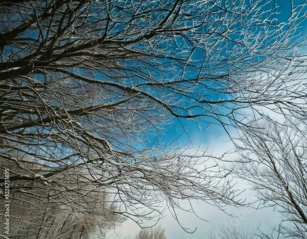 Fototapeta 겨울 바람과 나무