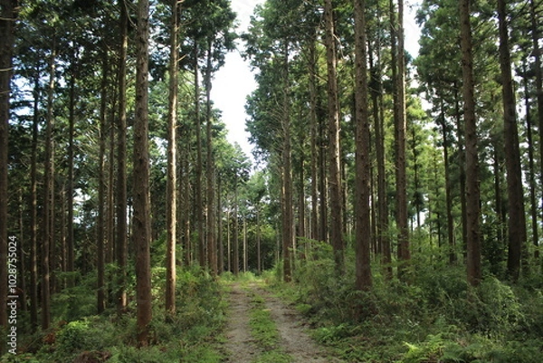 Fototapeta 湯河原　ハイキング