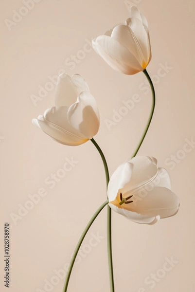 Obraz Three white flowers are standing upright