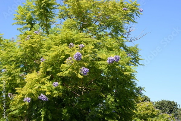 Obraz Jacaranda