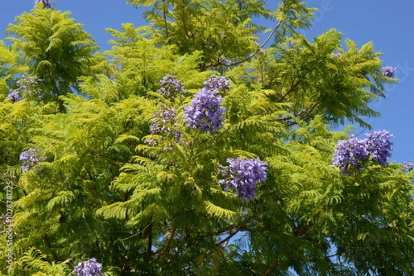 Obraz Jacaranda