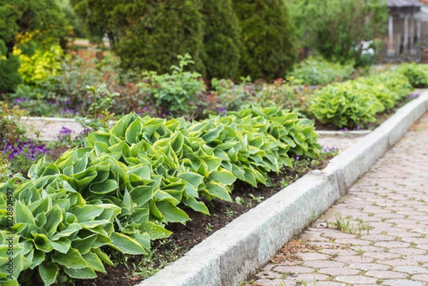 Fototapeta Beautiful hosta plants on decorative flowerbed next to paved footpath, Hosta sieboldiana, selective focus.