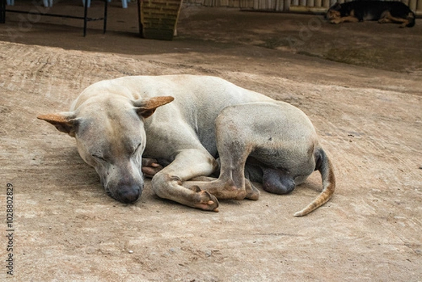 Obraz  dogs sleeping
