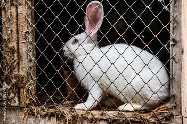 Fototapeta white rabbit in cell