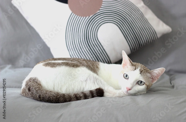 Obraz The cat lay on the gray sofa