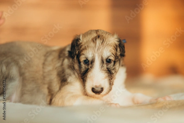 Fototapeta Portrait of lovely and cute russian borzoi dog puppy lying on the bed at sunset