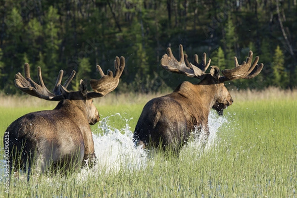 Fototapeta Two moose running around the water. Reserve Eselyah. Yakutia. Russia.