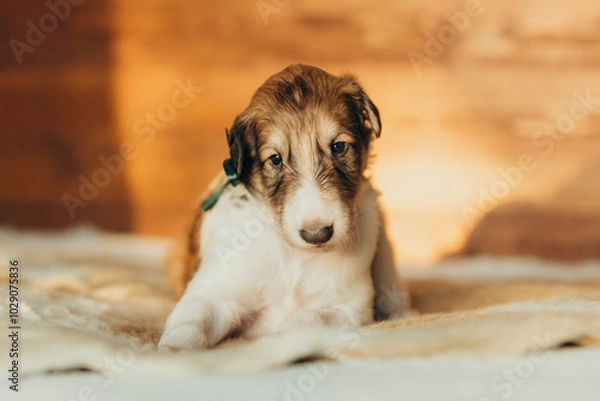 Fototapeta Portrait of lovely and cute russian borzoi dog puppy lying on the bed at sunset