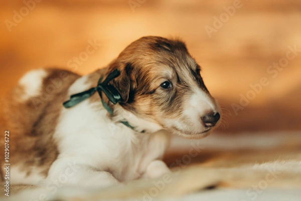 Fototapeta Portrait of lovely and cute russian borzoi dog puppy lying on the bed at sunset