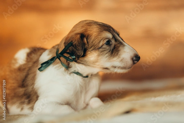 Fototapeta Portrait of lovely and cute russian borzoi dog puppy lying on the bed at sunset