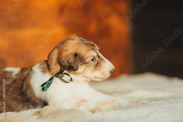 Fototapeta Portrait of lovely and cute russian borzoi dog puppy lying on the bed at sunset