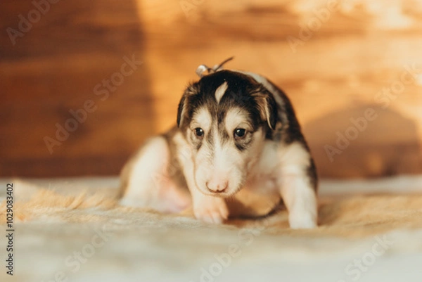Fototapeta Portrait of lovely and cute russian borzoi dog puppy lying on the bed at sunset