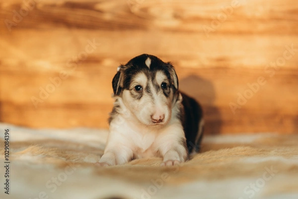 Fototapeta Portrait of lovely and cute russian borzoi dog puppy lying on the bed at sunset