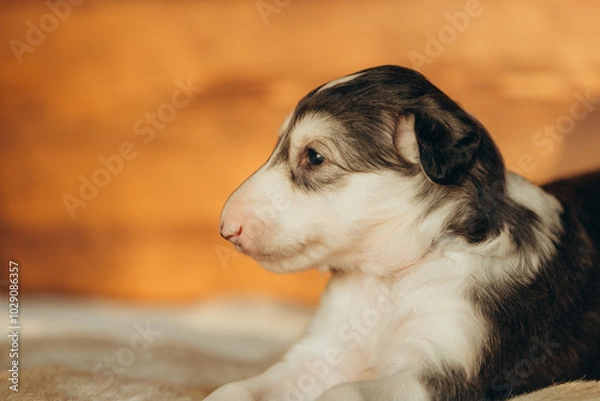 Fototapeta Portrait of lovely and cute russian borzoi dog puppy lying on the bed at sunset
