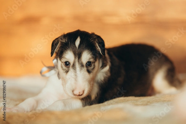 Fototapeta Portrait of lovely and cute russian borzoi dog puppy lying on the bed at sunset