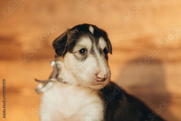 Fototapeta Portrait of lovely and cute russian borzoi dog puppy lying on the bed at sunset