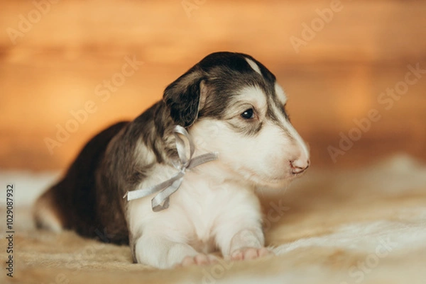 Fototapeta Portrait of lovely and cute russian borzoi dog puppy lying on the bed at sunset