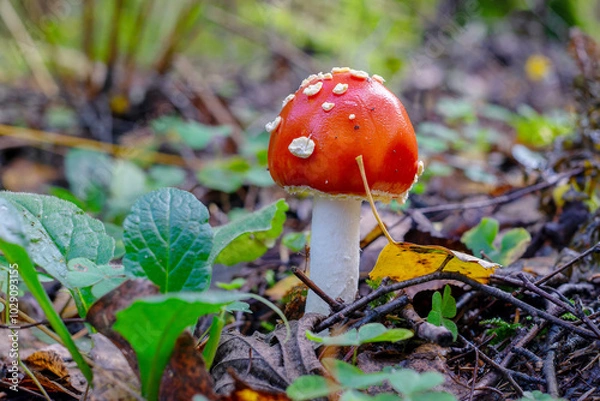Obraz red fly agaric in the autumn forest close-up
