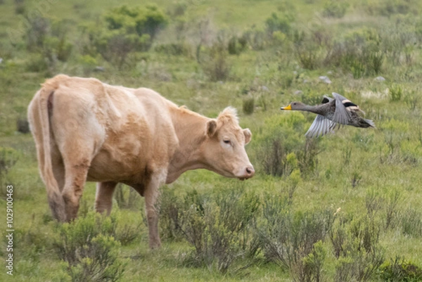 Fototapeta Duck Take off