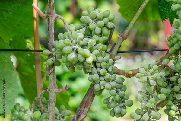 Obraz Erysiphe necator  on grape