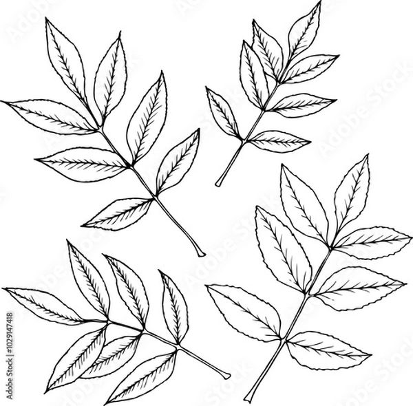 Fototapeta Hand drawn set of Ash leaves in line art style isolated on a white background.
