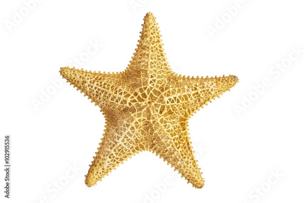 Fototapeta Starfish Seastar na białym tle