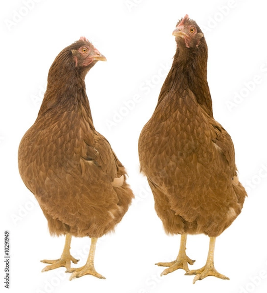 Fototapeta Two chickens isolated on white background