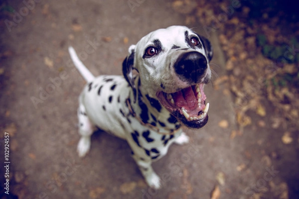 Obraz Dalmatiner bellt / Hund bellt