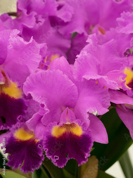 Fototapeta カトレア
