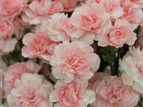 Fototapeta カーネーション