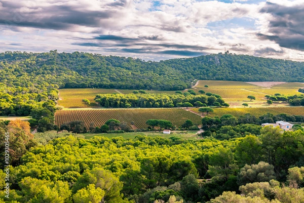Fototapeta Nature and fields on the island of Porquerolles, in the Var, in Provence, France