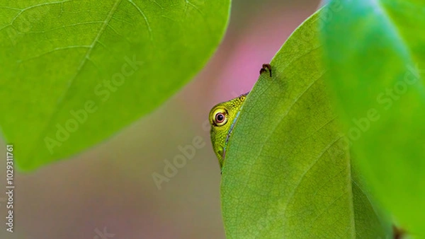Fototapeta Chameleon peeking with one eye from behind the leaf