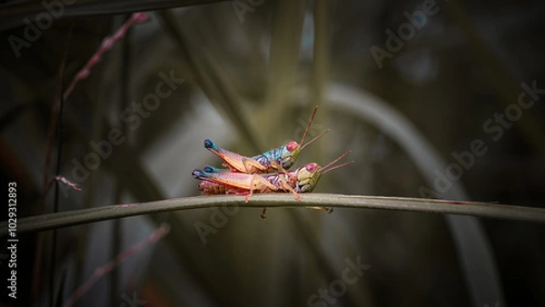 Fototapeta close up of a pair of mating grasshoppers