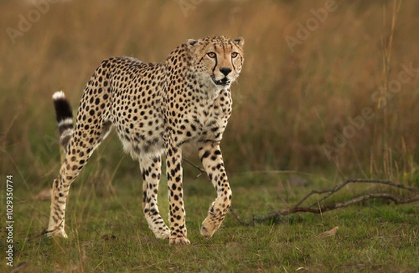 Fototapeta Portrait of a Cheetah, Masai Mara