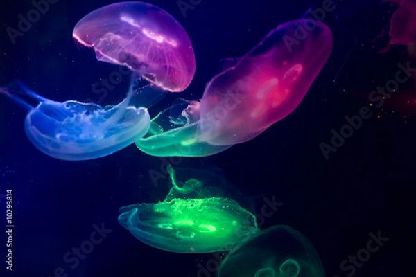 Fototapeta jellyfish in aquarium multi coloured light