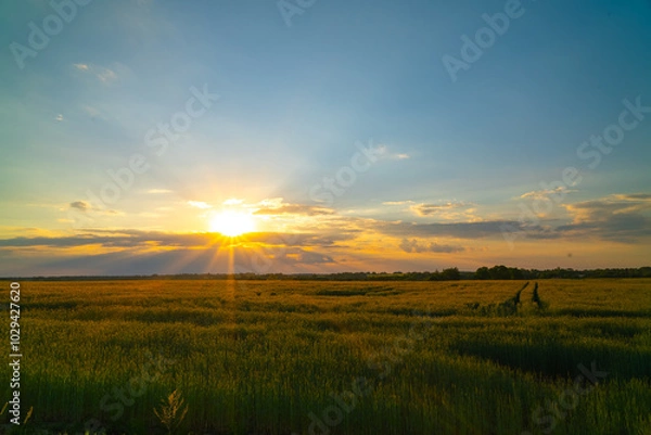 Obraz Sunset over a wheat field