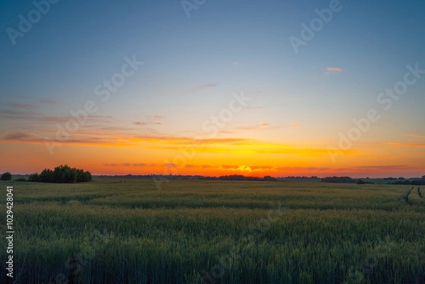 Obraz Sunset over a wheat field in spring