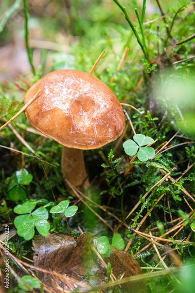 Obraz Mushroom in the forest