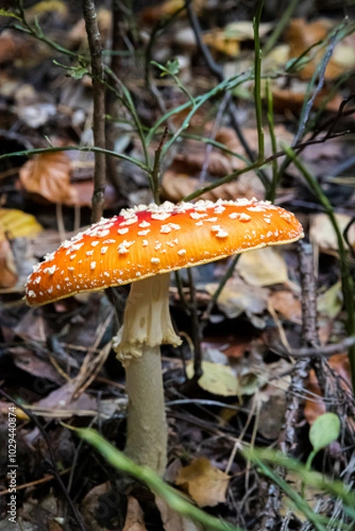 Obraz Fly-agaric mushroom in forest