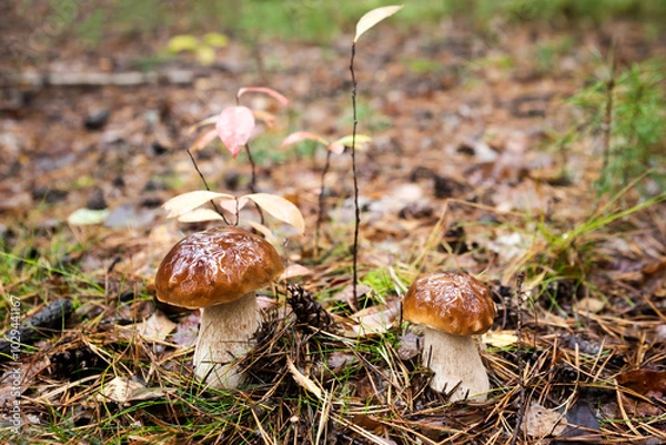 Obraz Mushrooms in the forest