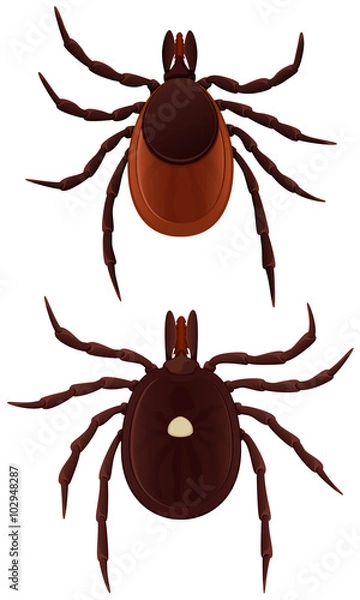 Fototapeta Vector illustration of two ticks: a lone star tick and a deer tick.