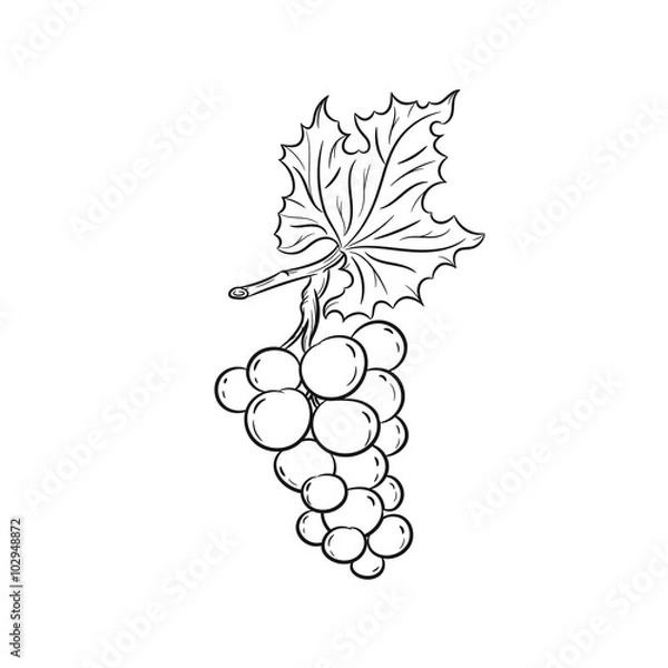 Obraz Hand drawn grapes sketches 