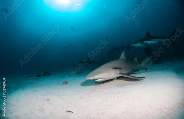 Fototapeta Lemon shark