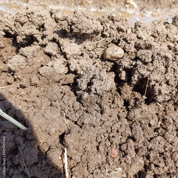 Obraz soil in the ground