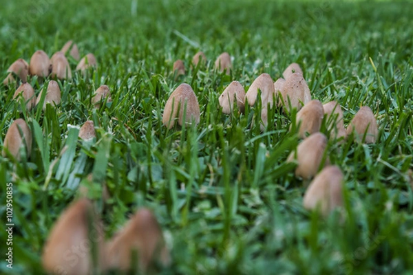 Fototapeta Ink cap mushroom fungi growing in lawn