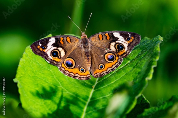Obraz Common Buckeye Butterfly