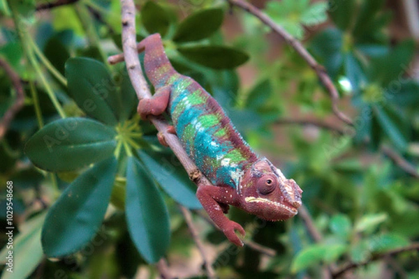Fototapeta Red, blue and green chameleon on a branch